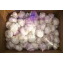 2016 Fresh Normal White Garlic Market Price